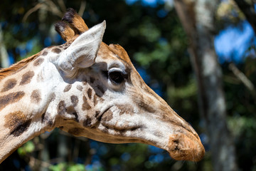 Naklejka na ściany i meble A close-up of a giraffe's head