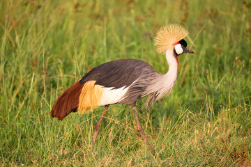 Very colorful native birds sit on brachens of trees