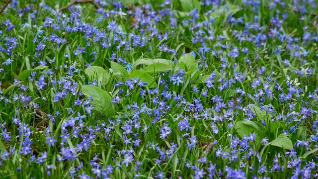 Blue early spring flowers of liverleaf Hepatica Nobilis in a nice garden