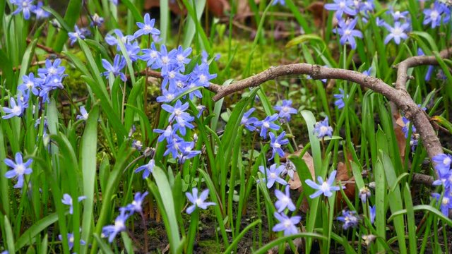 Blue early spring flowers of liverwort in a nice garden Birmingham