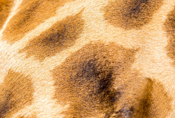 The fur of a giraffe in close-up