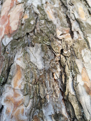 Texture of pine bark closeup in March in daylight