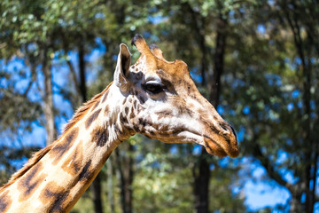 A close-up of a giraffe's head