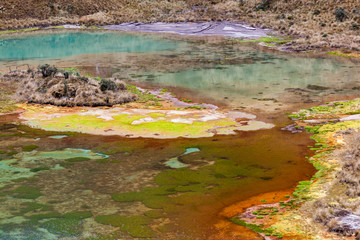 Green lagoons at the foot of the Chiles volcano, Andean páramo with frailejones in Tulcan, Carchi province
