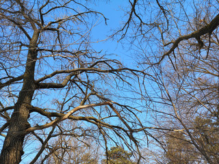 Bare branches of a dark tree against a blue sky in winter