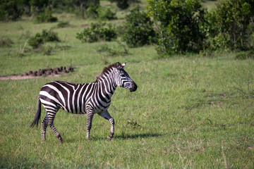 Fototapeta na wymiar Zebras run and graze in the savannah