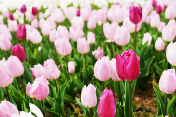 Naklejka premium Selective focus. A field planted with many tulips in spring time. Colorful background with flowers for spring holiday season. Close up, copy space, top view.