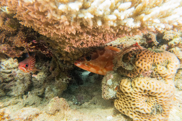 Fish swim in the Red Sea, colorful fish, Eilat Israel