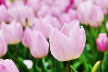 Obraz premium Selective focus. A field planted with many tulips in spring time. Colorful background with flowers for spring holiday season. Close up, copy space, top view.