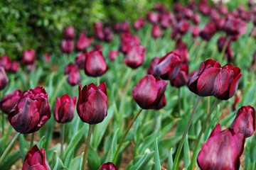 Fototapeta premium Selective focus. A field planted with many tulips in spring time. Colorful background with flowers for spring holiday season. Close up, copy space, top view.
