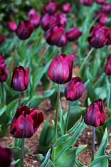 Fototapeta premium Selective focus. A field planted with many tulips in spring time. Colorful background with flowers for spring holiday season. Close up, copy space, top view.