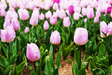 Selective focus. A field planted with many tulips in spring time. Colorful background with flowers for spring holiday season. Close up, copy space, top view.