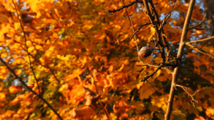 a fruit seed on the tree branch in danube coast