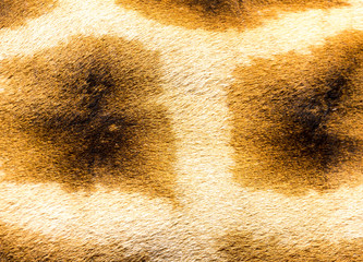 The fur of a giraffe in close-up