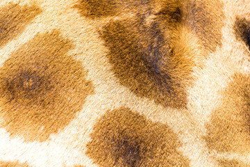 The fur of a giraffe in close-up