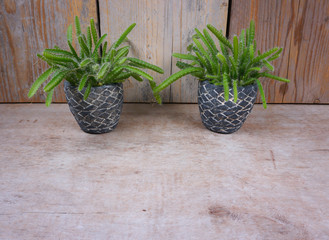 house plants in mini stone pots on wooden background