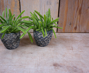 house plants in mini stone pots on wooden background
