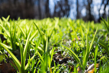 Natural green grass on the ground, plants and leaves