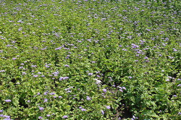 Flowerbed with lots of Ageratum houstonianum in bloom