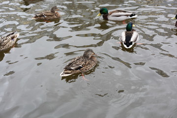 Ducks on the lake