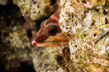 Fish swim in the Red Sea, colorful fish, Eilat Israel