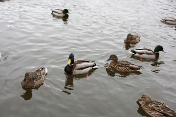 Ducks on the lake