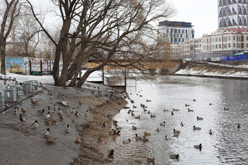 Ducks on the river Iset. It's spring. Yekaterinburg