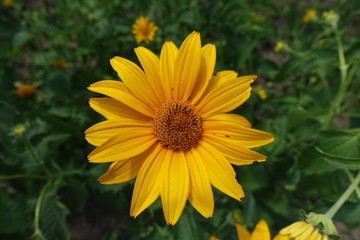 Amber yellow flower of Heliopsis helianthoides in June