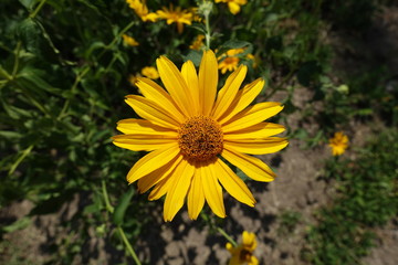 Bright yellow flower of Heliopsis helianthoides from above