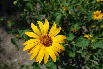 Close view of flower of Heliopsis helianthoides in June