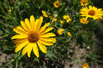 Closeup of showy yellow flower of Heliopsis helianthoides