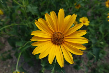 Macro of flower of Heliopsis helianthoides in June
