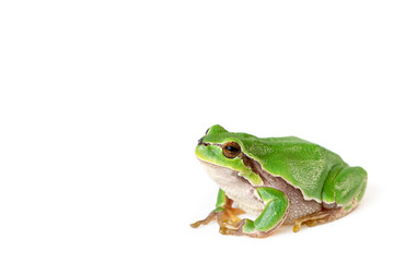 Green Tree frog on white close-up Hyla arborea