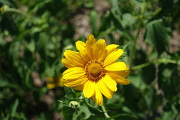 Single flower of Heliopsis helianthoides in June