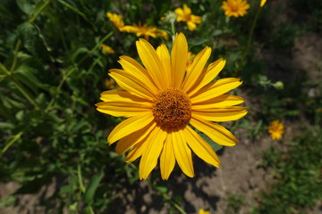 Top view of yellow flower head of Heliopsis helianthoides