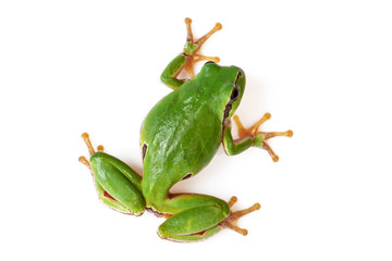 Fototapeta premium Green Tree Frog Climbing On White Close-Up Hyla arborea