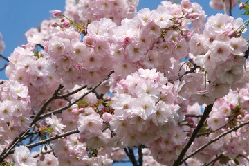 Obraz premium Blooming pink sacura tree in spring. Cherry blossom. Sacura cherry-tree. Sacura flowers on blue sky. Sakura Festival