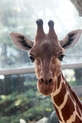 Naklejka premium Rothschildgiraffe