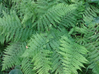 Папоротник