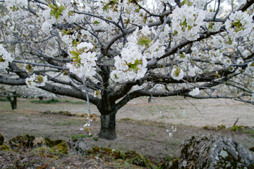 Springtime cherry tree blooming cherry blossom white flowers