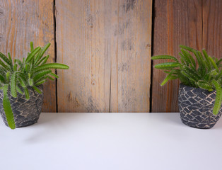 minimalistic house plant cactus in mini stone pots on white and wooden background with copy space for your own text