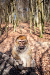 Grimmiger Affe sitzt auf einem Balken im Freien