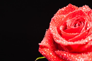 Single red rose with rain drop over black background