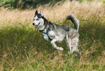 Naklejka na ściany i meble A husky dog jumping in a field