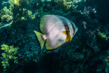Obraz premium Fish swim in the Red Sea, colorful fish, Eilat Israel