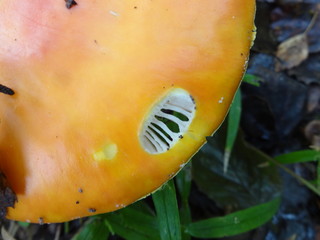 Мухомор, amanita muscaria