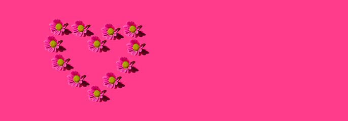 Floral heart pattern background made of  pink chamomile daisy flowers. flowers banner. Floral background. Pattern of flower buds.