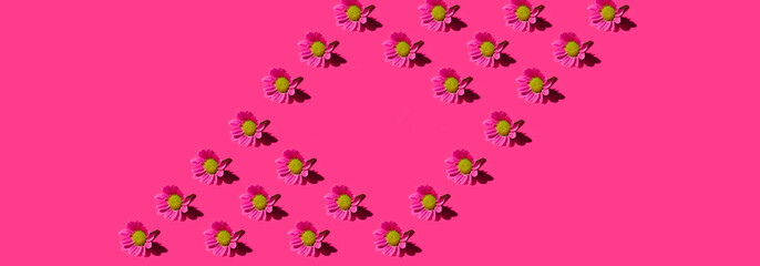 Floral pattern background made of  pink chamomile daisy flowers. flowers banner. Floral background. Pattern of flower buds.