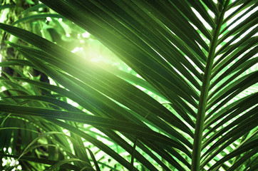 Obraz na płótnie Canvas Sunlight and green tropical leaves.