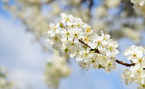 Hintergrund Kirschblüten